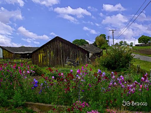 DSC02781-v3.tif - Flower Barn, Penngrove