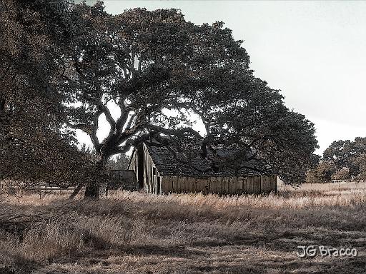 DSC03651-v2.tif - Petaluma