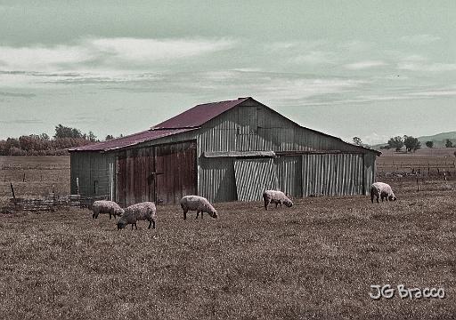 DSC23464.tif - Penngrove