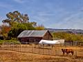 DSC11250-1-o