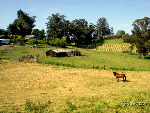DSC02732.tif - Cotati